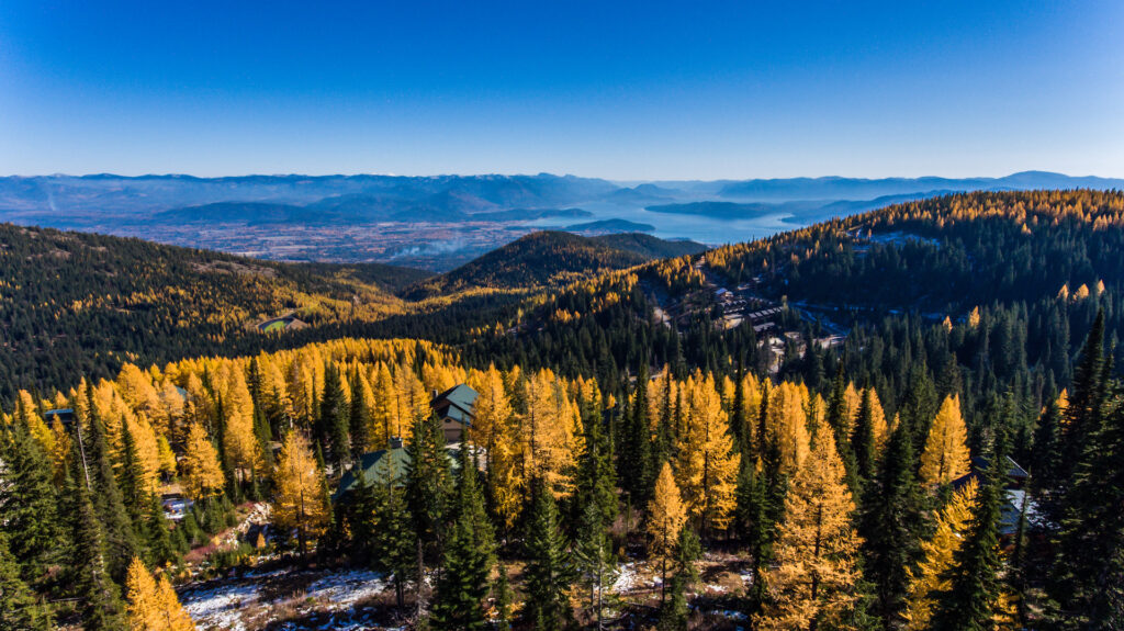 Tamaracks over Schweitzer