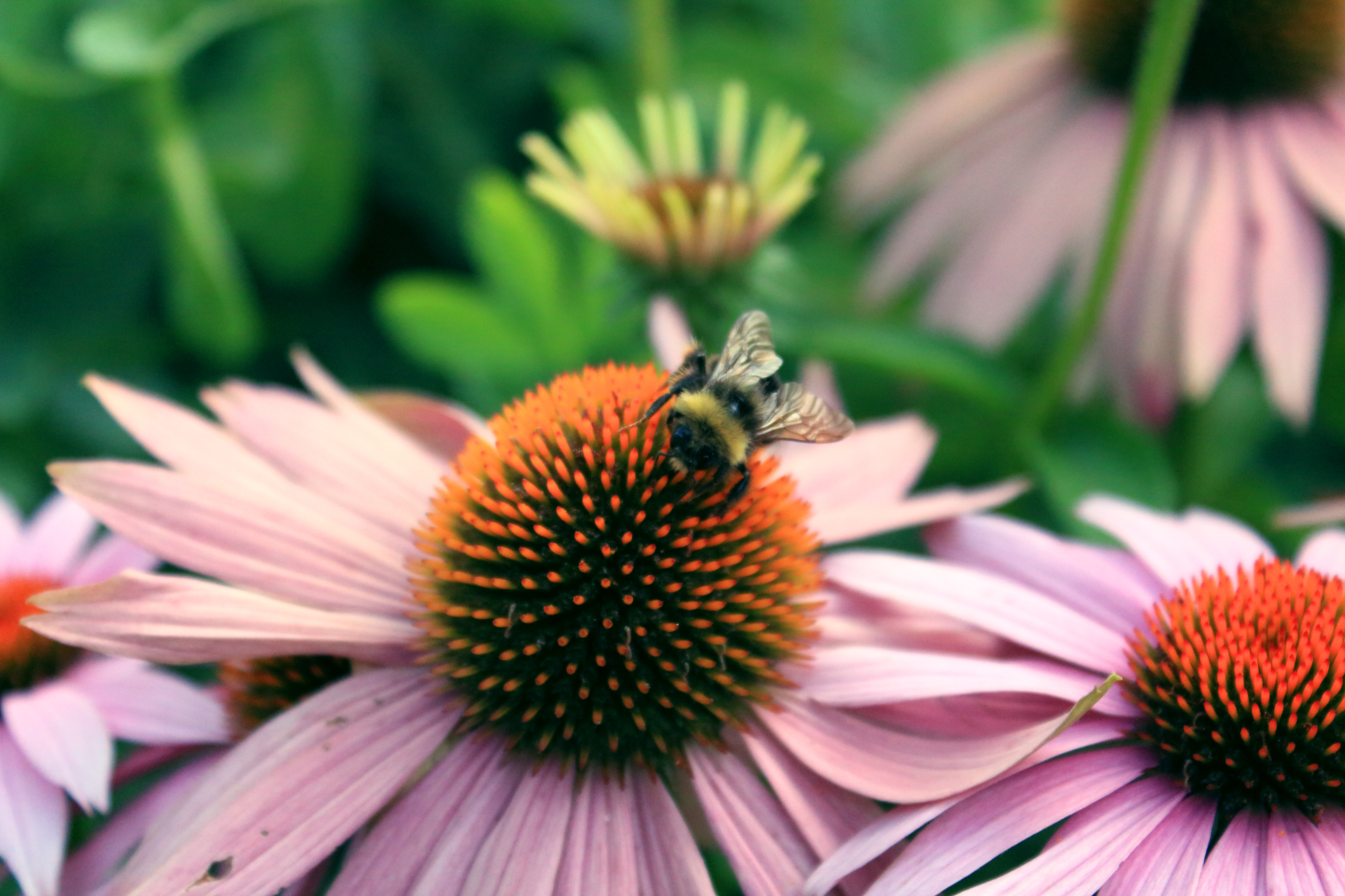 Echinacea - Bee
