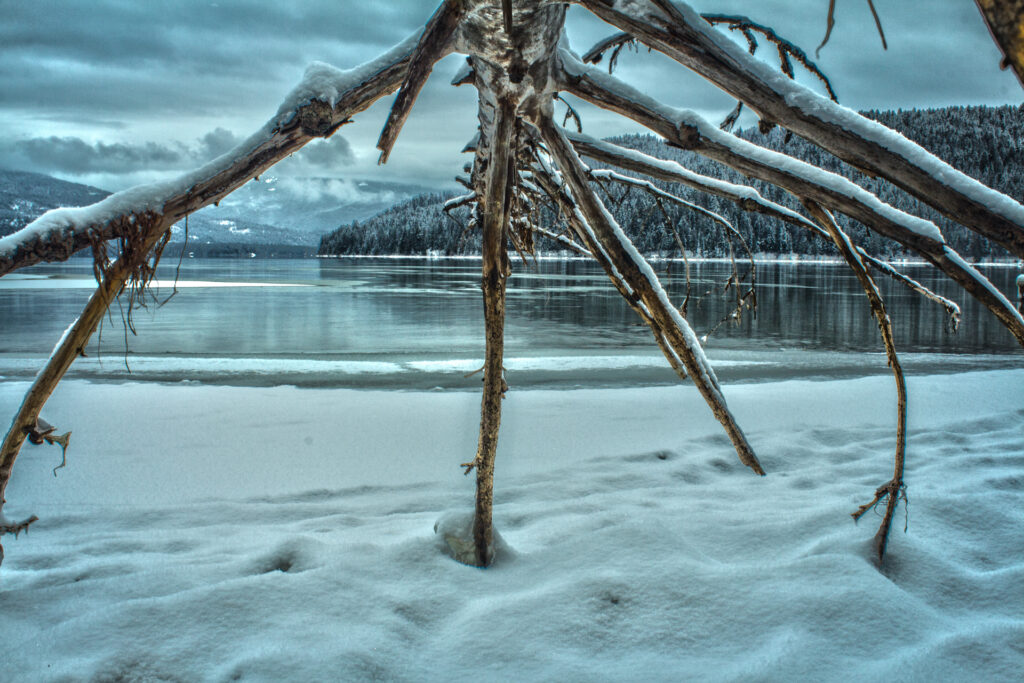 Preist Lake tree