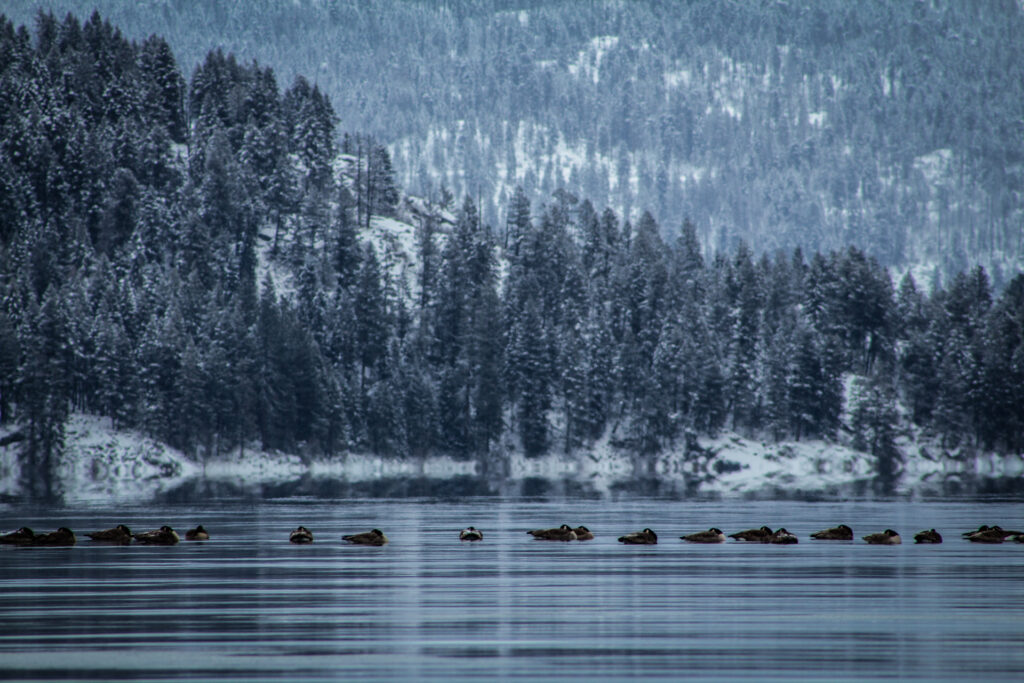 Preist Lake Ducks