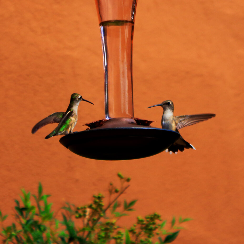 Hummingbirds Feeding