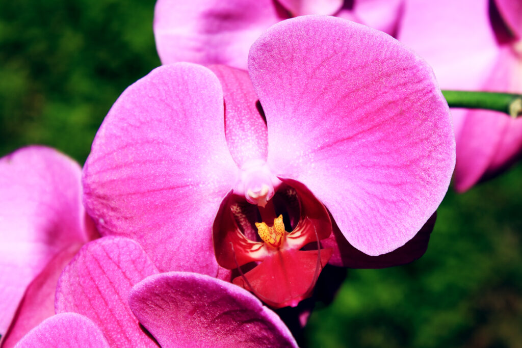 Pink Orchid