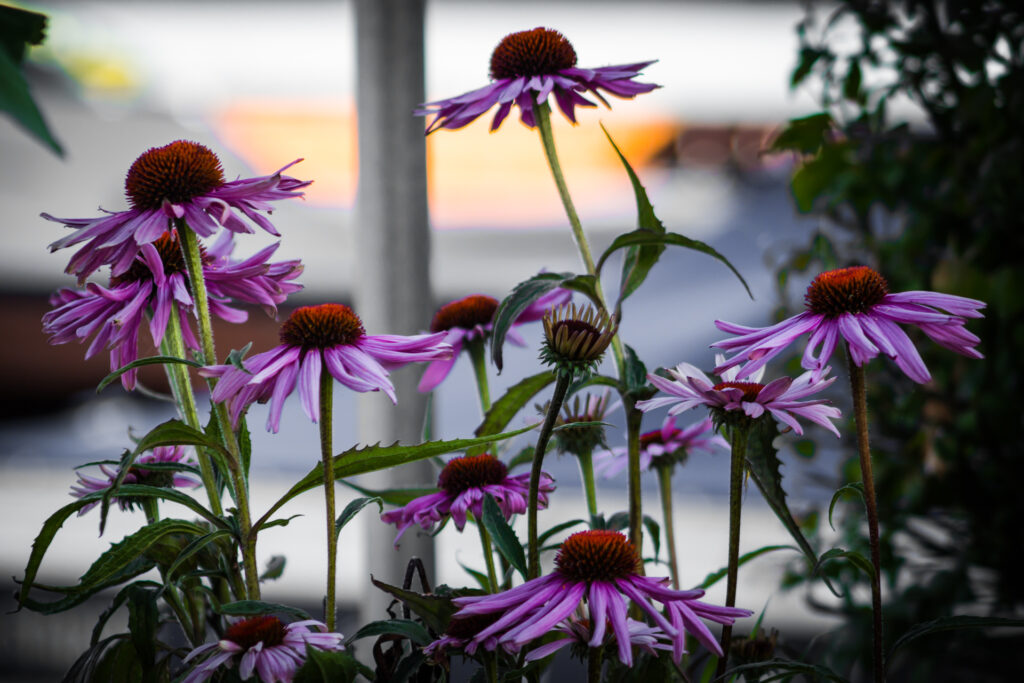 Echinacea