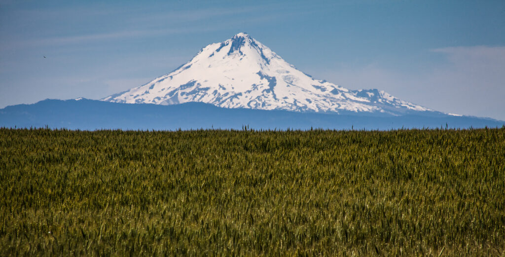 Mt. Hood - Wheat Field