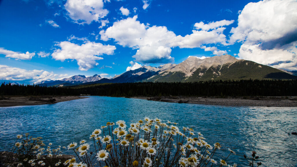 Kootenay River Wild Flowers