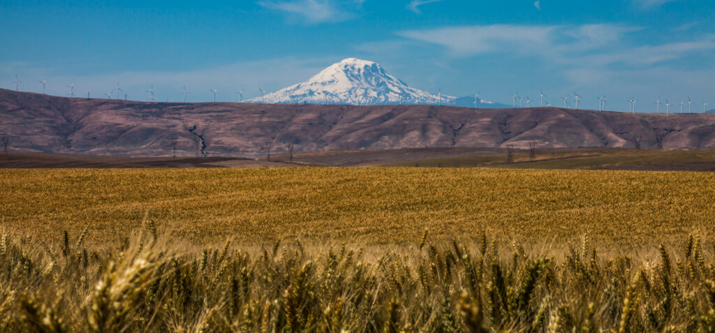 Mt Adams - Wherat Field - Windmills