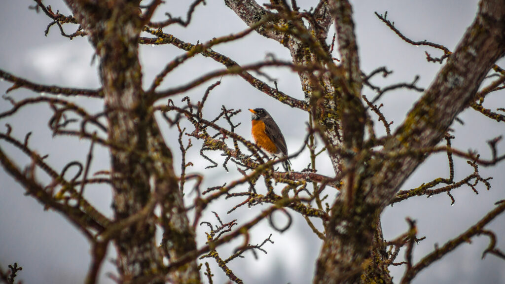 Red Breasted Robin