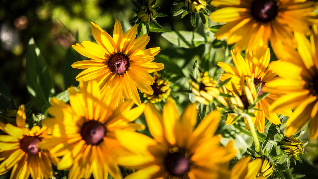 Sunflowers