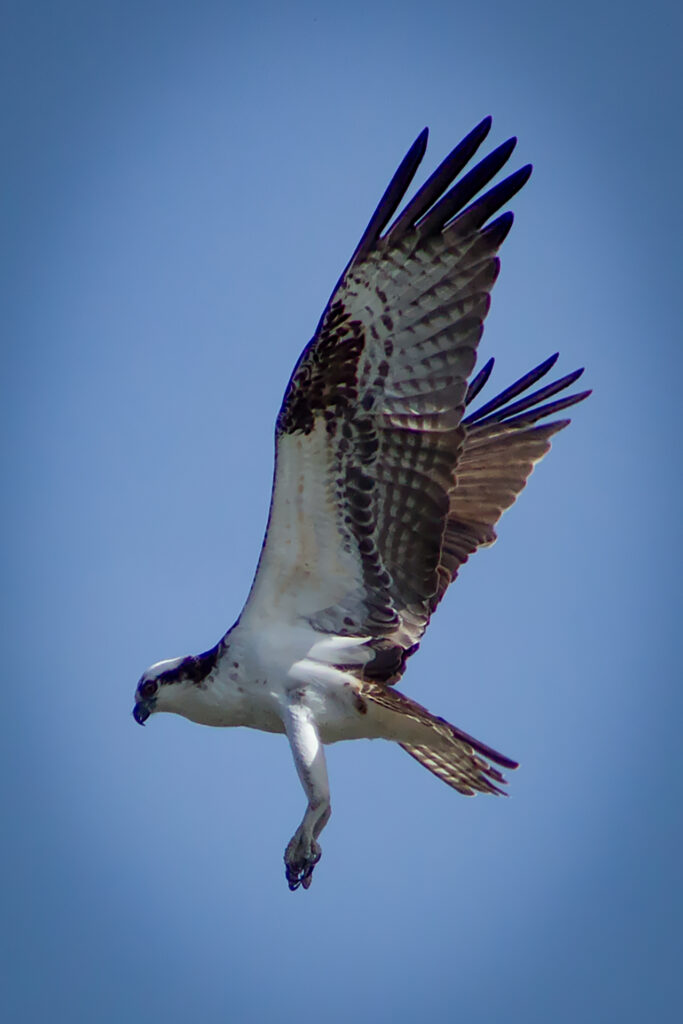 Osprey - 6