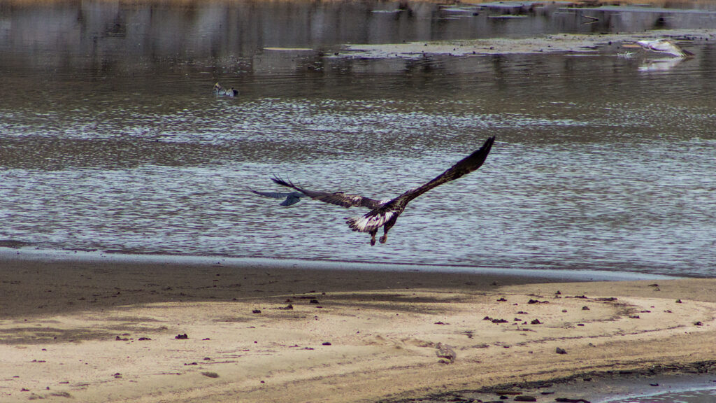 Eagle and Crow