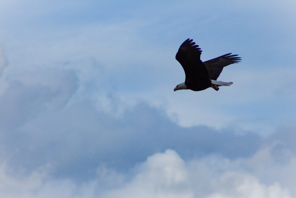 Bald Eagle