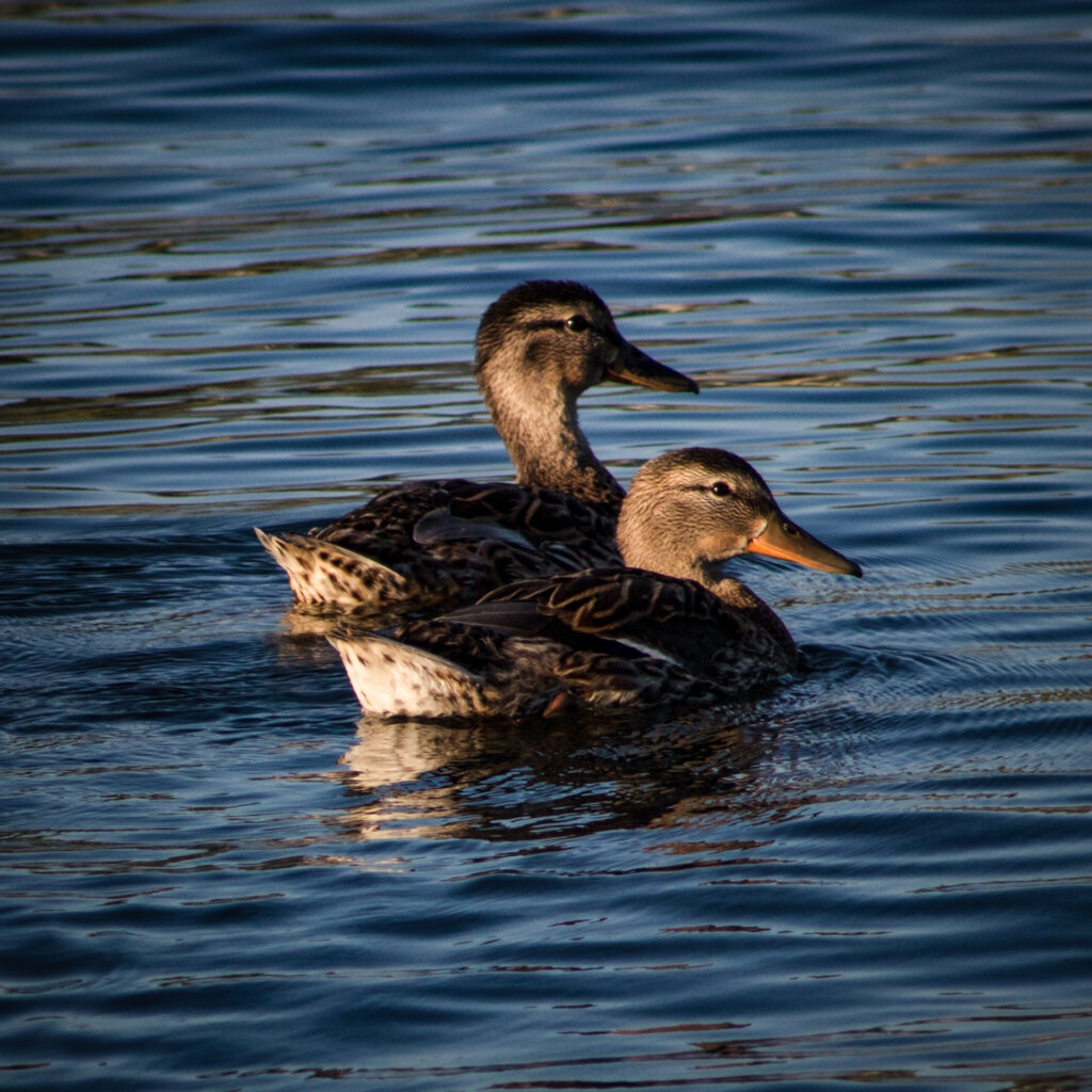 New Mallards