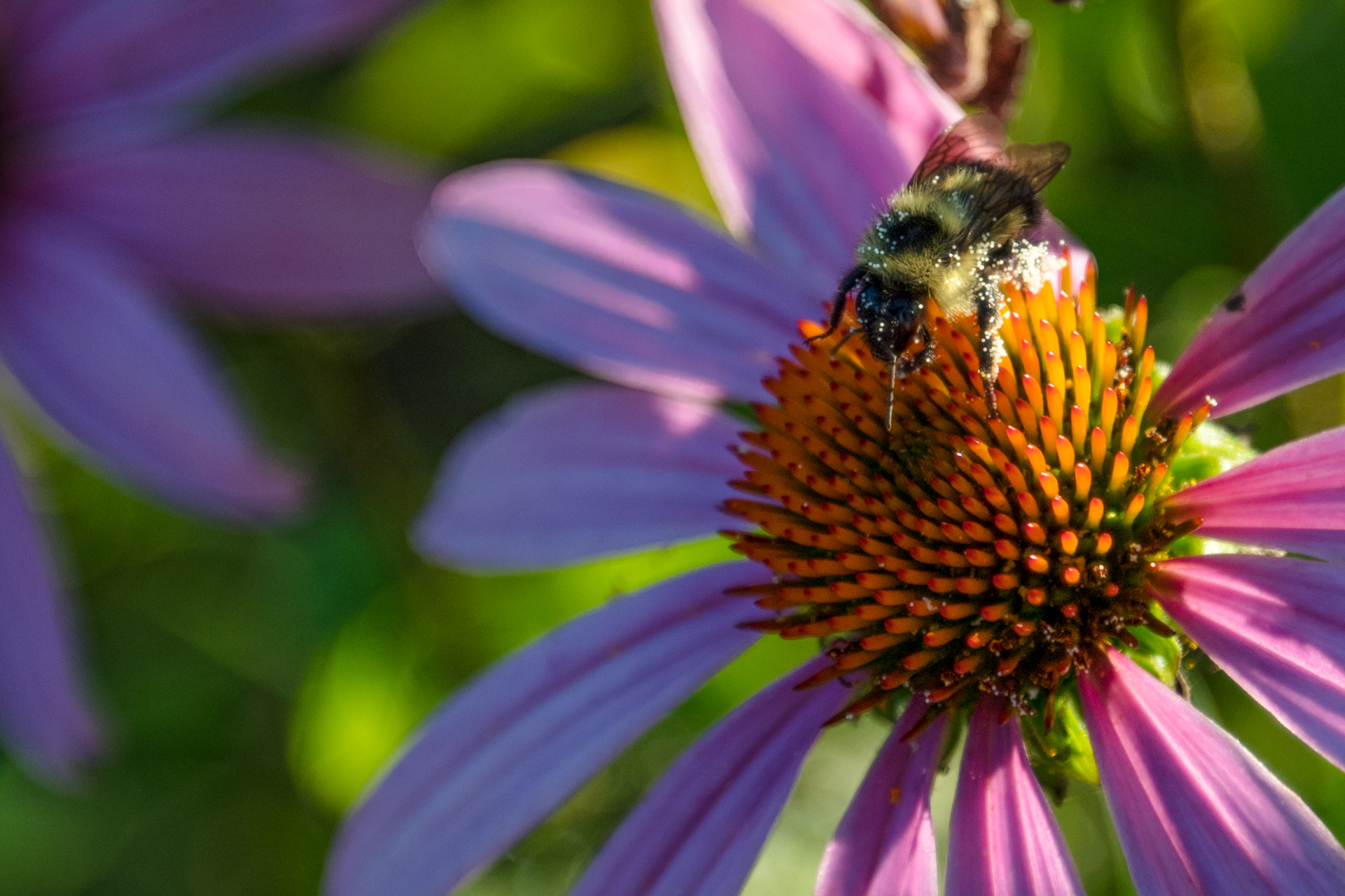 Echinacea and the Bee