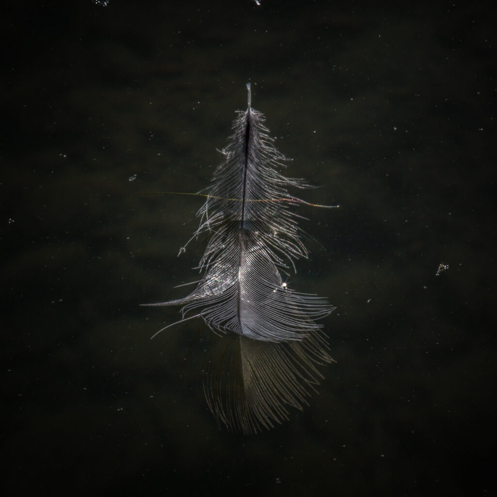 Floating Feather