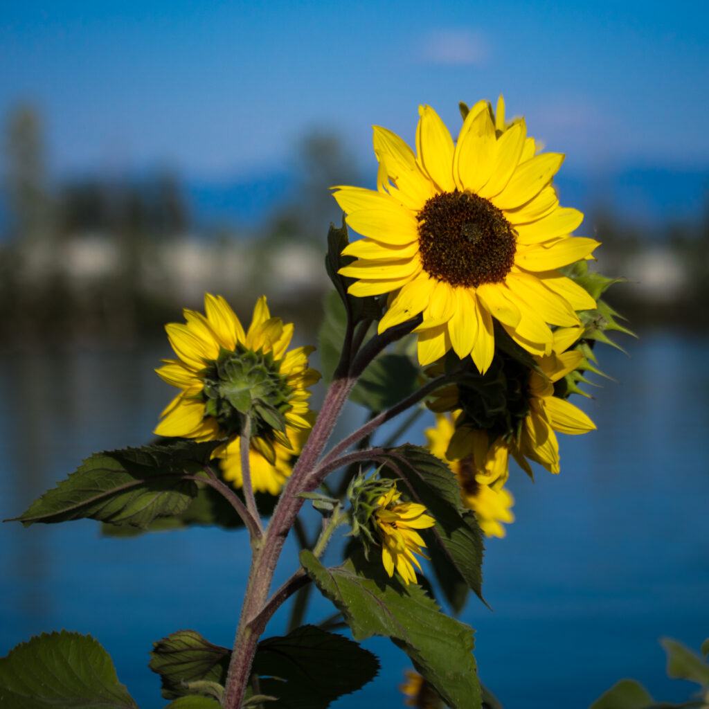 The Sunflower