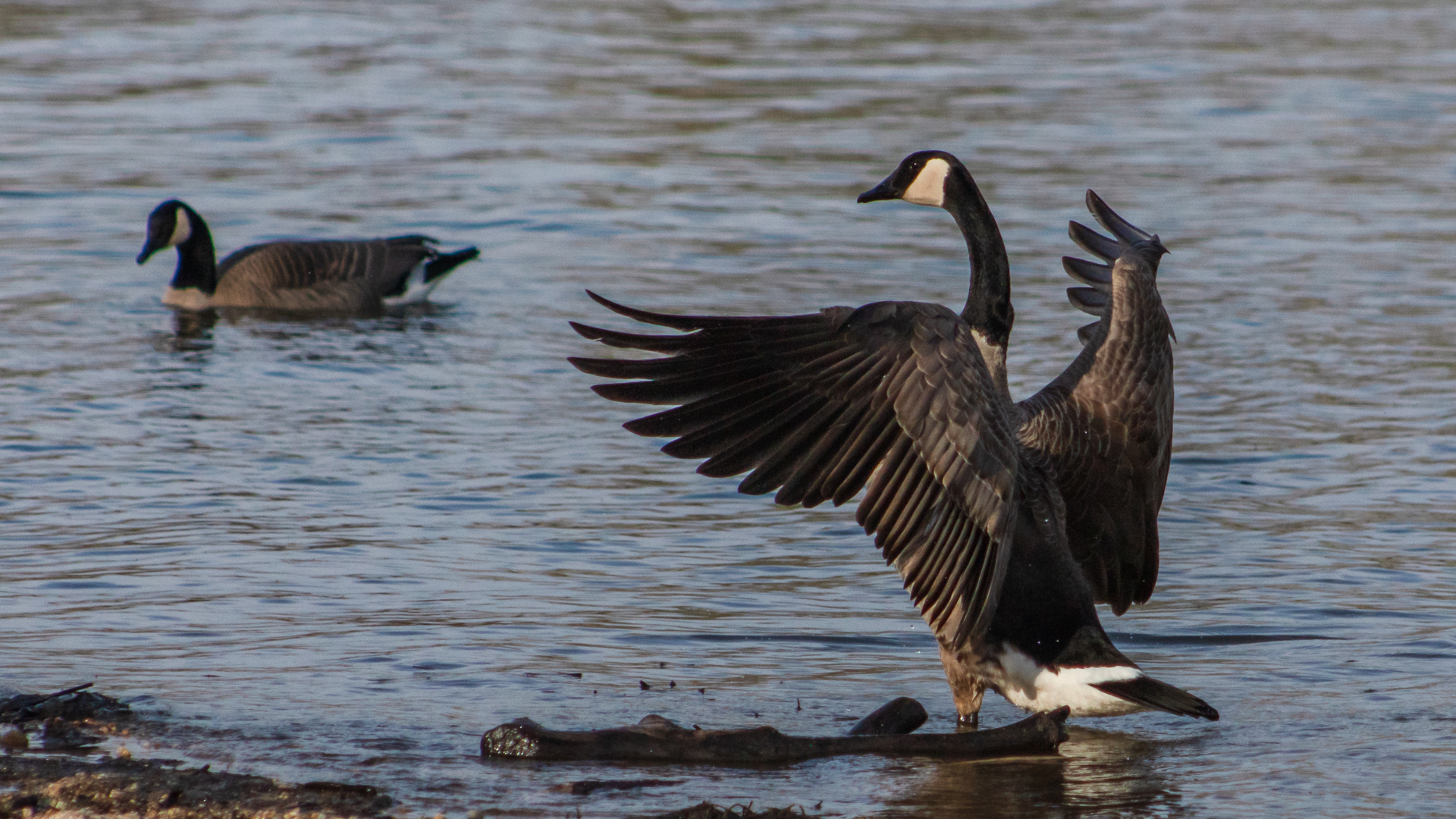 Canadian Geese - 1