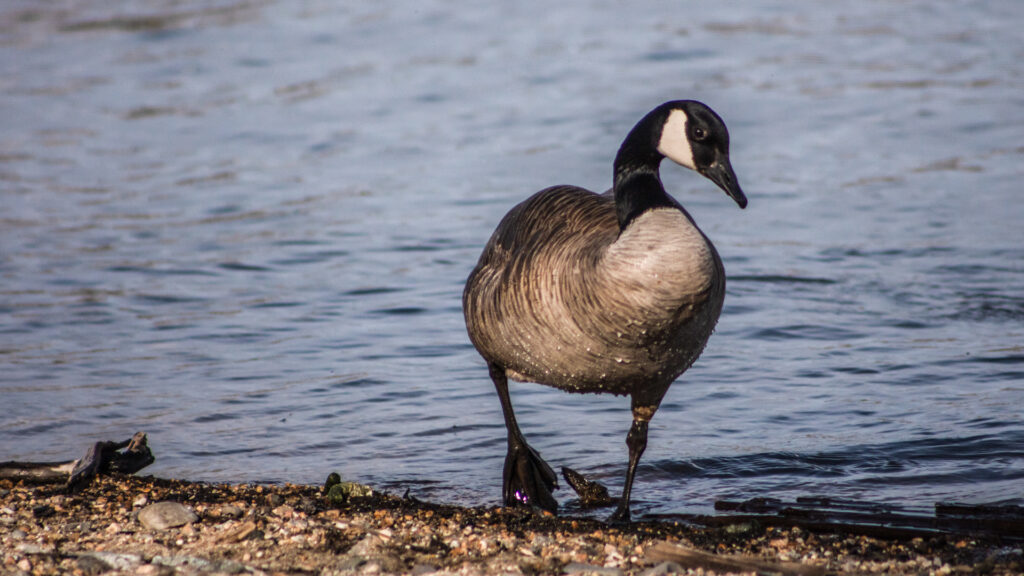 Canadian Geese - 2