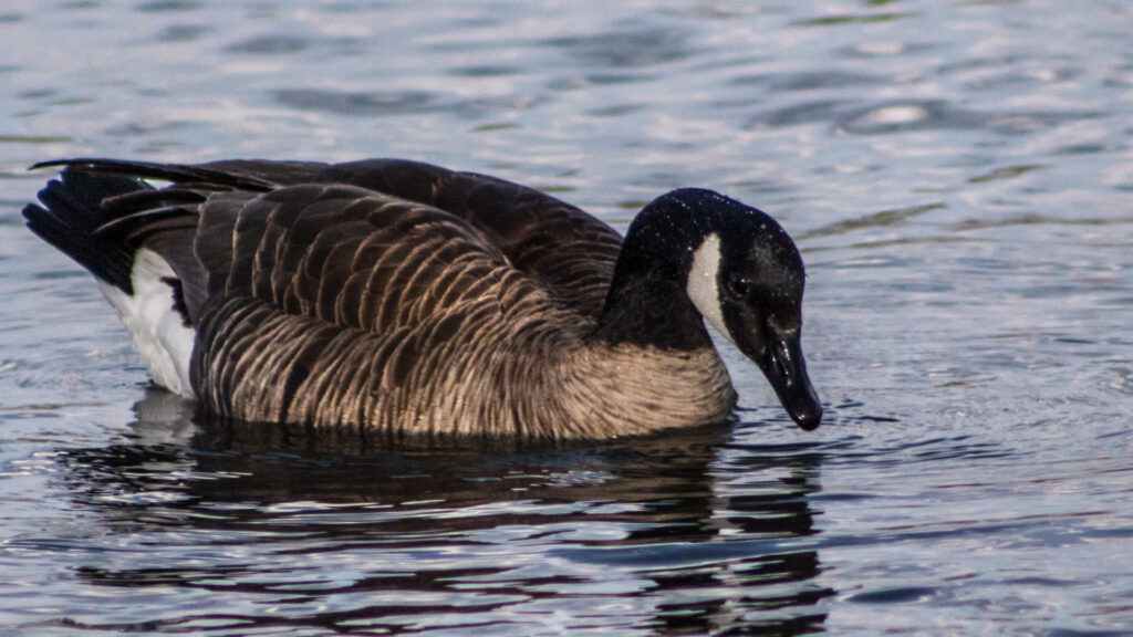 Canadian Geese - 3