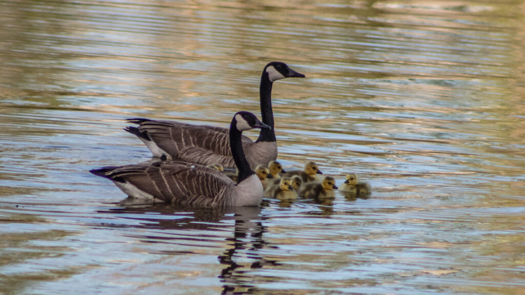 Canadian Geese - The New Tribe