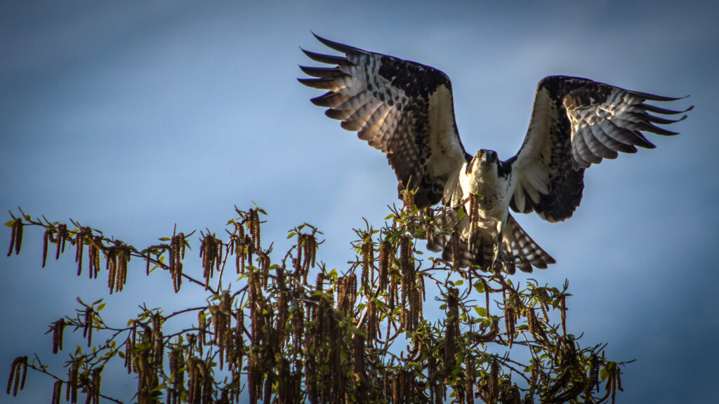 Osprey Taking Flight