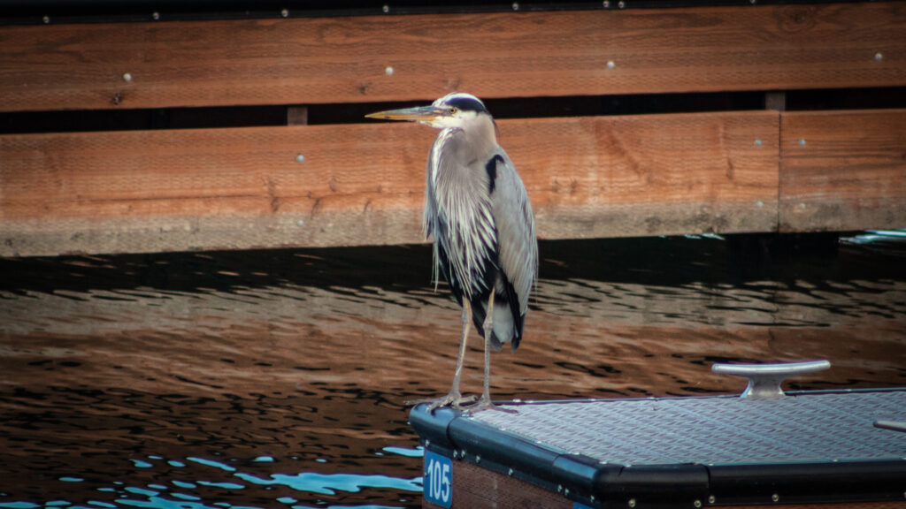 Great Blue Heron