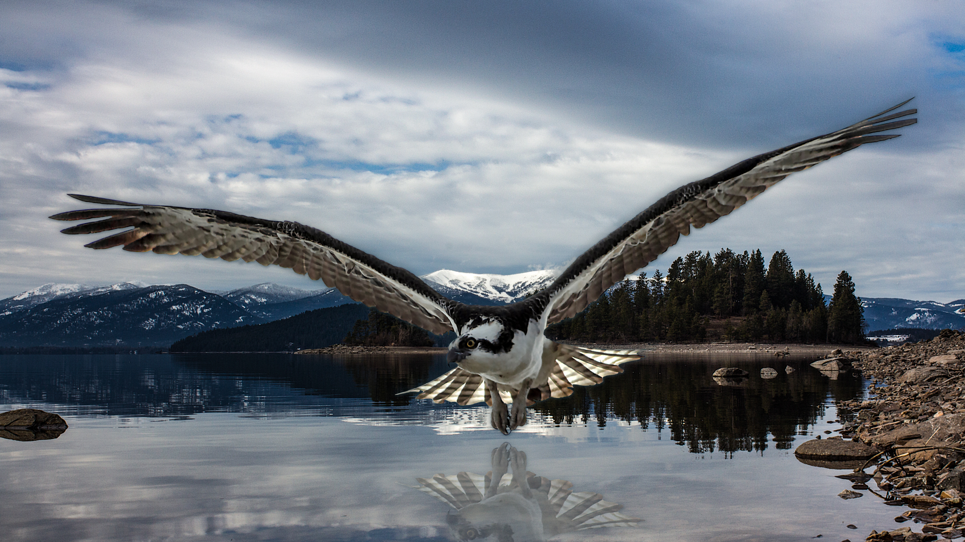 Osprey - The Fisher King